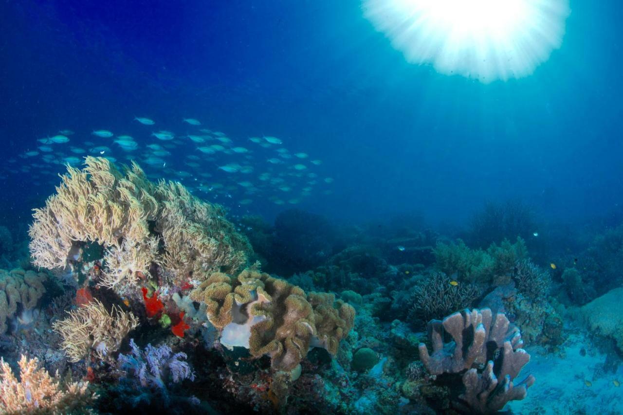C气泡潜水度假村 C Bubble Diving Resort Dumaguete City Exterior photo